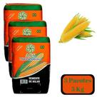 Semente De Milho Verde Hibrido 1051 P/ pamonha 3u de 5Kg