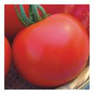 Semente de Tomate Santa Cruz Santa Clara 15300 Env C/ 2gr de Sementes