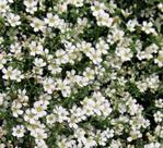 Semente GYPSOPHILA mosquitinho branco Isla 300Mg