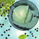 Semente S53 Repolho Chato Do Quintal O Segredo para uma Horta Incrível e Cheia de Sabor Clima Semente S53 Repolho Chato Do Quintal O Segredo para uma Horta Incrível e Cheia de Sabor Clima