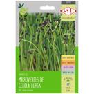 Sementes Brotos Microverdes de Cebola Durga Super ISLA