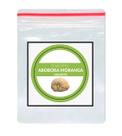 Sementes de Abobora Moranga Gigante 100 unidades