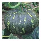 Sementes de Abobora Tipo Jacarezinho Itapua 301 - 50G