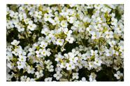 Sementes de Alyssum Branco Flor de Mel Env C/ 200mg