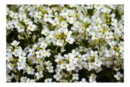 Sementes de Alyssum Branco Ou Flor De Mel - 200mg