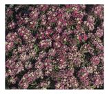 Sementes de Alyssum Roxo Violeta Carpet 200mg