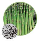 Sementes de Aspargo Verde 1g