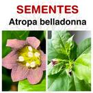 Sementes de Atropa belladonna (Deadly NightShade)