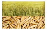 Sementes De Aveia Branca Pac C/ 1kg - Pasto Silo E Feno