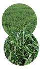 Sementes de Brachiaria Brizantha CV. MG19 Oasis - 900gr