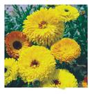 Sementes de Calendula Bonina Sortida Dobrada C/ 300mg