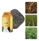 Sementes de Capim Dunamis VC80 - 200g