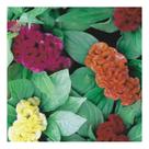 Sementes de Celosia Cristata Ana Sortida Env C/ 300mg Sementes de Celosia Cristata Ana Sortida Env C/ 300mg