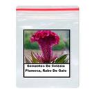 Sementes De Celósia Plumosa, Rabo De Galo 100 unidades