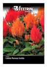 Sementes de Celosia Plumosa Sortida Env C/ 180mg de Sementes Sementes de Celosia Plumosa Sortida Env C/ 180mg de Sementes