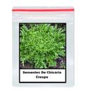 Sementes De Chicória Crespa 100 unidades Sementes De Chicória Crespa 100 unidades