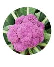Sementes de Couve-Flor Roxa - 2,5g de Sementes Super