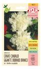 Sementes de Cravo Chabaud Branco Gigante Env C/ 100mg