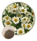 Sementes de Crisântemo Branco 120mg