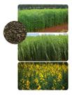 Sementes de Crotalaria Juncea 10kg