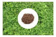 Sementes de Estilosantes Campo Grande Recupera Solos 500g