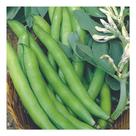 Sementes de Fava de Sevilha Pac C/ 50gr de Sementes
