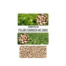 Sementes de Feijao Carioca IAC 1850 3kg