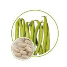 Sementes de Feijão Vagem Trepador Xirú 9g