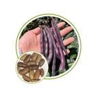 Sementes de Feijão Vagem Xexéu Baixo 3,50g