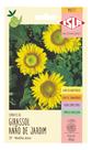 Sementes de Girassol Anao de Jardim Env C/ 800mg