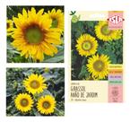 Sementes de Girassol de Jardim Anão Env C/ 800mg de Sementes
