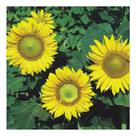 Sementes de Girassol de Jardim Anao Pac C/ 50G de Sementes
