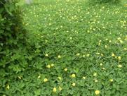 Sementes De Grama Amendoim de 500g jardim