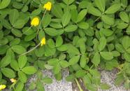 Sementes de Grama Amendoim Forrageiro de 1 kg campo