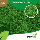 Sementes de Grama Bermudas - Cynodon Dactylon