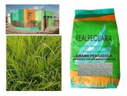 Sementes de Grama Pensacola de 2 kg