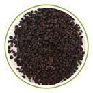 Sementes de Gypsophila Mosquitinho Sortido 300mg