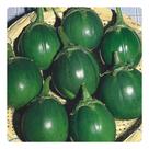 Sementes de Jilo Escuro Morro Grande Verde - 5g Sementes de Jilo Escuro Morro Grande Verde - 5g
