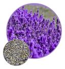 Sementes de Lavanda 300mg - SEEDS