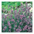 Sementes de Lavanda Alfazema Verdadeira 600m