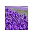 Sementes de Lavanda Verdadeira Alfazema - 600mg de Sementes
