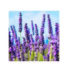 Sementes de Lavanda Verdadeira Alfazema 600mg de Sementes