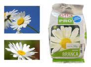 Sementes de Margarida Branca Pac c/ 50gr de Sementes