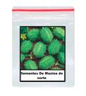 Sementes De Maxixe do norte 100 unidades