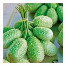 Sementes de Maxixe Pac C/ 100gr de Sementes