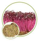 Sementes de Microverdes de Amaranto Asteca 100g - SEEDS Sementes de Microverdes de Amaranto Asteca 100g - SEEDS