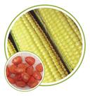 Sementes de Milho Hibrido Itapuã 100g