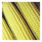 Sementes de Milho Itapua 700 - 500G