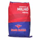 Sementes de Milho SHS5570 Santa Helena 60.000 Unidades Produção Grãos e Silagem