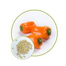 Sementes de Mini Pimentão Siciliano 80mg Sementes de Mini Pimentão Siciliano 80mg